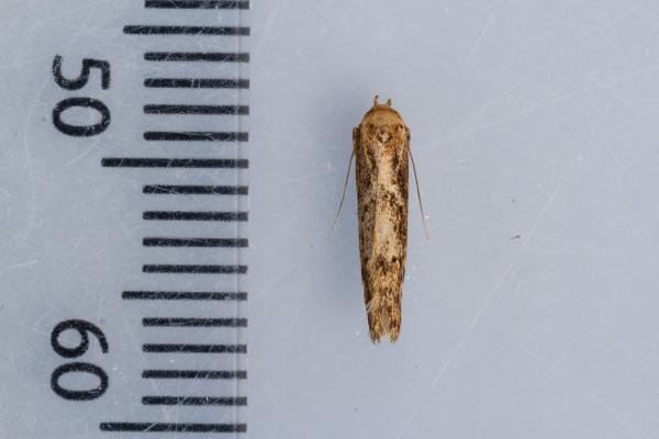 Blastobasis adustella, adult. Waldridge Fell, 20-07-2022. Copyright Christopher Blakey. Blastobasis adustella, adult. Waldridge Fell, 20-07-2022. Copyright Christopher Blakey.
