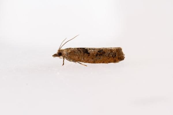 Epinotia brunnichana, adult. Waldridge Fell, 20-07-2022. Copyright Christopher Blakey.