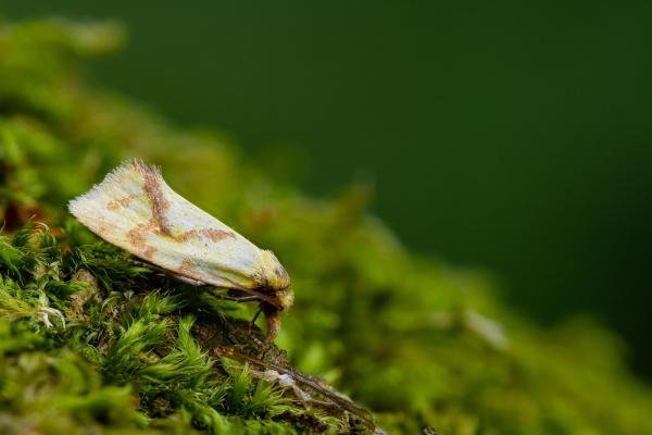 Agapeta hamana, adult. Waldridge Fell, 20-07-2022. Copyright Christopher Blakey. Agapeta hamana, adult. Waldridge Fell, 20-07-2022. Copyright Christopher Blakey.