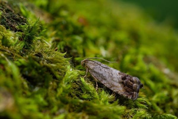 Cydia splendana, adult. Waldridge Fell, 20-07-2022. Copyright Christopher Blakey.