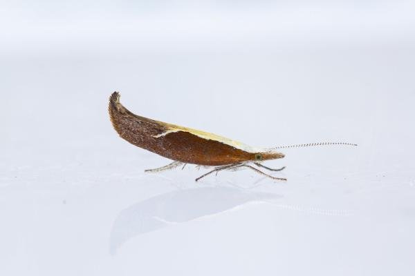 Honeysuckle Moth (Ypsolopha dentella), adult. Framwellgate Moor, 25-07-2022. Copyright Christopher Blakey. Honeysuckle Moth (Ypsolopha dentella), adult. Framwellgate Moor, 25-07-2022. Copyright Christopher Blakey.