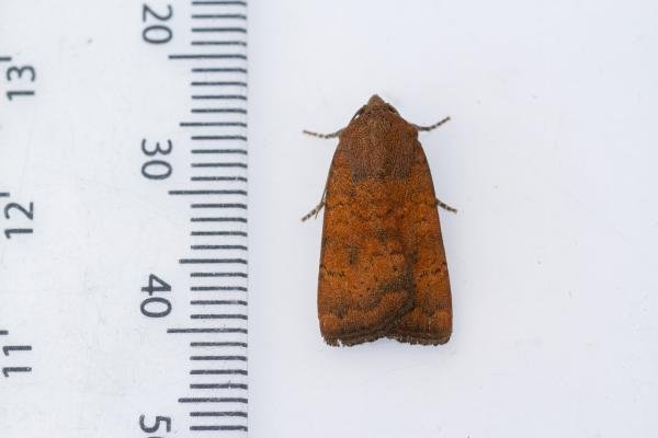 Least Yellow Underwing (Noctua interjecta), adult. Framwellgate Moor, 25-07-2022. Copyright Christopher Blakey. Least Yellow Underwing (Noctua interjecta), adult. Framwellgate Moor, 25-07-2022. Copyright Christopher Blakey.