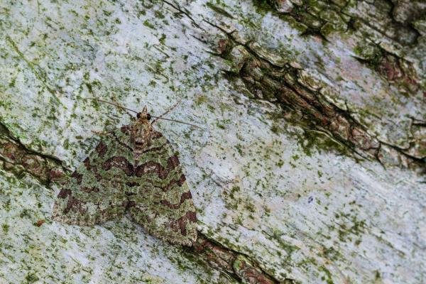 July Highflyer (Hydriomena furcata), adult. Waldridge Fell, 03-08-2022. Copyright Christopher Blakey. July Highflyer (Hydriomena furcata), adult. Waldridge Fell, 03-08-2022. Copyright Christopher Blakey.