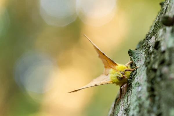 Canary-shouldered Thorn (Ennomos alniaria), adult. Waldridge Fell, 03-08-2022. Copyright Christopher Blakey. Canary-shouldered Thorn (Ennomos alniaria), adult. Waldridge Fell, 03-08-2022. Copyright Christopher Blakey.