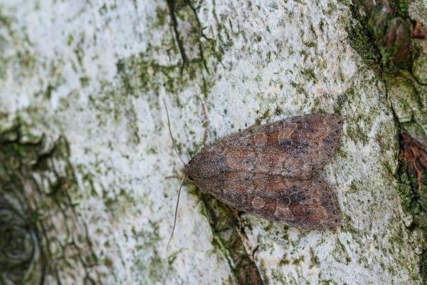 Suspected (Parastichtis suspecta), adult. Waldridge Fell, 03-08-2022. Copyright Christopher Blakey. Suspected (Parastichtis suspecta), adult. Waldridge Fell, 03-08-2022. Copyright Christopher Blakey.