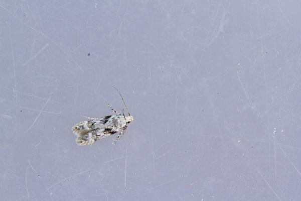 Caryocolum blandella, adult. Waldridge Fell, 03-08-2022. Copyright Christopher Blakey. Caryocolum blandella, adult. Waldridge Fell, 03-08-2022. Copyright Christopher Blakey.