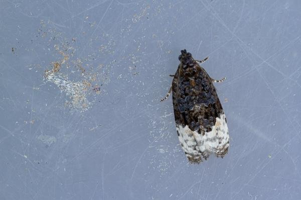 Apotomis betuletana, adult. Waldridge Fell, 03-08-2022. Copyright Christopher Blakey. Apotomis betuletana, adult. Waldridge Fell, 03-08-2022. Copyright Christopher Blakey.