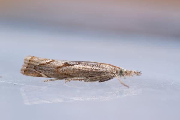 Agriphila geniculea, adult. Taken outside Durham (West Sussex), 16-08-2022. Copyright Christopher Blakey. Agriphila geniculea, adult. Taken outside Durham (West Sussex), 16-08-2022. Copyright Christopher Blakey.