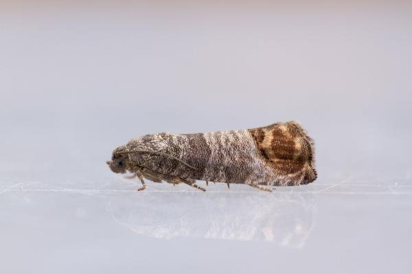 Codling Moth (Cydia pomonella), adult. Taken outside Durham (West Sussex), 16-08-2022. Copyright Christopher Blakey. Codling Moth (Cydia pomonella), adult. Taken outside Durham (West Sussex), 16-08-2022. Copyright Christopher Blakey.