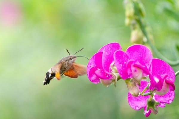 Humming-bird Hawk-moth (Macroglossum stellatarum), adult. Taken outside Durham (West Sussex), 16-08-2022. Copyright Christopher Blakey.