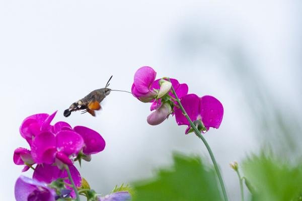 Humming-bird Hawk-moth (Macroglossum stellatarum), adult. Taken outside Durham (West Sussex), 17-08-2022. Copyright Christopher Blakey. Humming-bird Hawk-moth (Macroglossum stellatarum), adult. Taken outside Durham (West Sussex), 17-08-2022. Copyright Christopher Blakey.