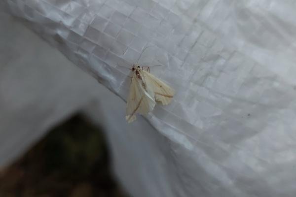 Vestal (Rhodometra sacraria), adult. Taken outside Durham (West Sussex), 19-08-2022. Copyright Christopher Blakey. Vestal (Rhodometra sacraria), adult. Taken outside Durham (West Sussex), 19-08-2022. Copyright Christopher Blakey.