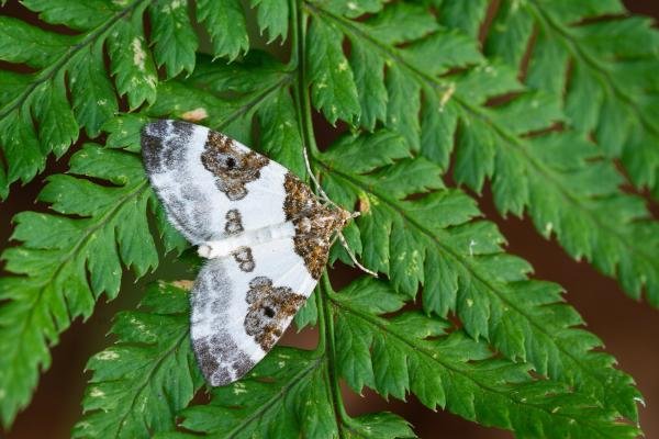 Blue-bordered Carpet (Plemyria rubiginata), adult. Waldridge Fell, 28-08-2022. Copyright Christopher Blakey.