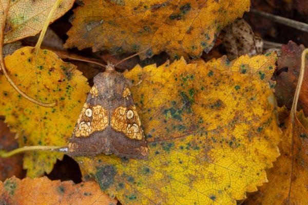 Frosted Orange (Gortyna flavago), adult. Waldridge Fell, 22-09-2022. Copyright Christopher Blakey. Frosted Orange (Gortyna flavago), adult. Waldridge Fell, 22-09-2022. Copyright Christopher Blakey.