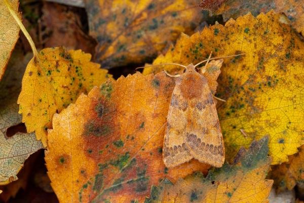 Flounced Chestnut (Anchoscelis helvola), adult. Waldridge Fell, 22-09-2022. Copyright Christopher Blakey.