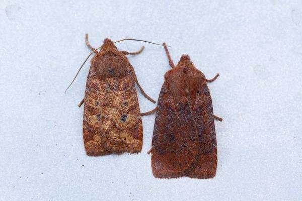Chestnut (Conistra vaccinii), adult. Waldridge Fell, 07-10-2022. Copyright Christopher Blakey. Chestnut (Conistra vaccinii), adult. Waldridge Fell, 07-10-2022. Copyright Christopher Blakey.