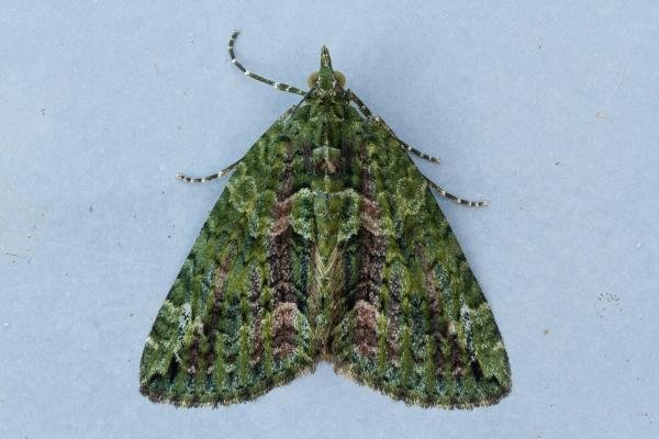 Red-Green Carpet (Chloroclysta siterata), adult. Framwellgate Moor, 22-10-2022. Copyright Christopher Blakey. Red-Green Carpet (Chloroclysta siterata), adult. Framwellgate Moor, 22-10-2022. Copyright Christopher Blakey.