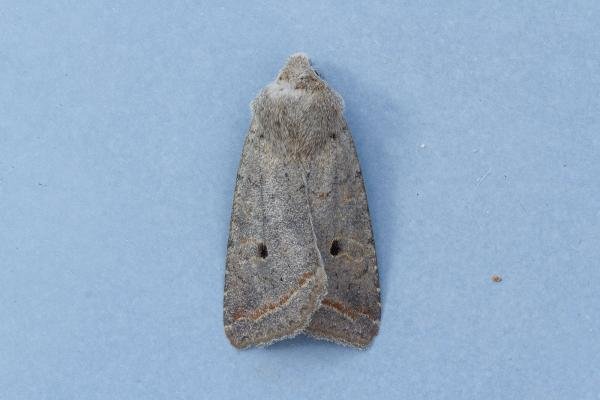 Red-line Quaker (Leptologia lota), adult. Framwellgate Moor, 22-10-2022. Copyright Christopher Blakey. Red-line Quaker (Leptologia lota), adult. Framwellgate Moor, 22-10-2022. Copyright Christopher Blakey.