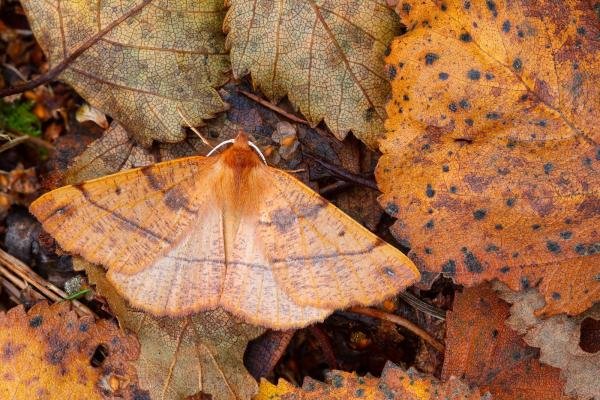 Feathered Thorn (Colotois pennaria), adult. Waldridge Fell, 29-10-2022. Copyright Christopher Blakey. Feathered Thorn (Colotois pennaria), adult. Waldridge Fell, 29-10-2022. Copyright Christopher Blakey.