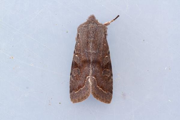 Clouded Drab (Orthosia incerta), adult. Framwellgate Moor, 21-02-2023. Copyright Christopher Blakey.