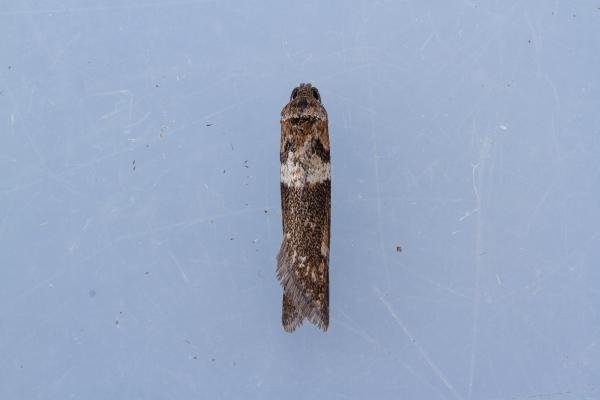 Tortricodes alternella, adult. Cater House Colliery, 21-02-2023. Copyright Christopher Blakey. Tortricodes alternella, adult. Cater House Colliery, 21-02-2023. Copyright Christopher Blakey.