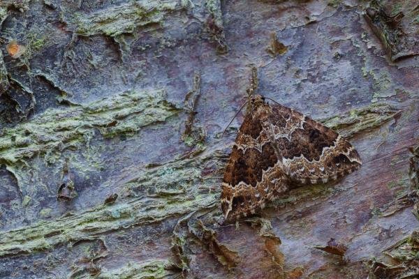Water Carpet (Lampropteryx suffumata), adult. Waldridge Fell, 17-03-2023. Copyright Christopher Blakey. Water Carpet (Lampropteryx suffumata), adult. Waldridge Fell, 17-03-2023. Copyright Christopher Blakey.