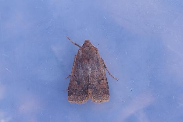 Dark Chestnut (Conistra ligula), adult. Waldridge Fell, 17-03-2023. Copyright Christopher Blakey. Dark Chestnut (Conistra ligula), adult. Waldridge Fell, 17-03-2023. Copyright Christopher Blakey.