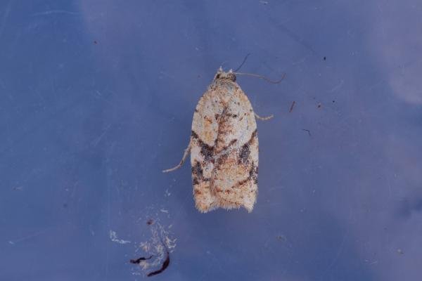 Acleris ferrugana/notana, adult. Waldridge Fell, 17-03-2023. Copyright Christopher Blakey. Acleris ferrugana/notana, adult. Waldridge Fell, 17-03-2023. Copyright Christopher Blakey.