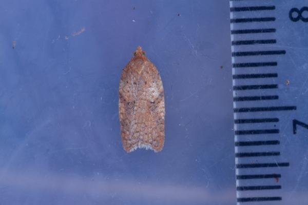 Acleris ferrugana/notana, adult. Waldridge Fell, 17-03-2023. Copyright Christopher Blakey. Acleris ferrugana/notana, adult. Waldridge Fell, 17-03-2023. Copyright Christopher Blakey.