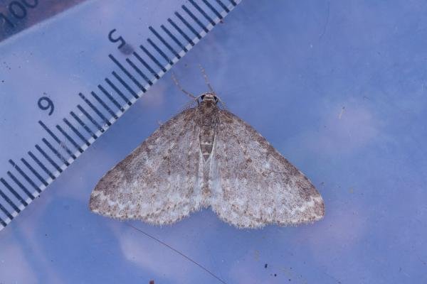 Mottled Grey (Colostygia multistrigaria), adult. Waldridge Fell, 17-03-2023. Copyright Christopher Blakey. Mottled Grey (Colostygia multistrigaria), adult. Waldridge Fell, 17-03-2023. Copyright Christopher Blakey.