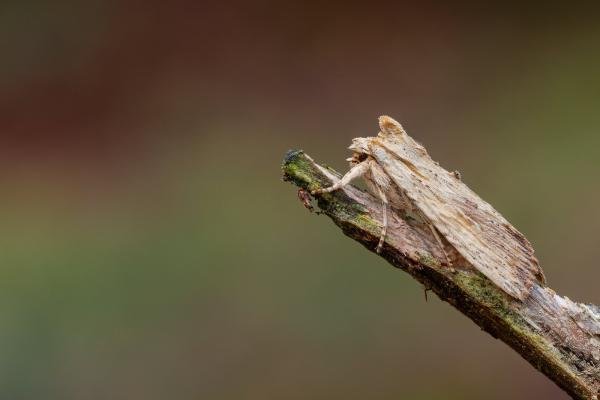 Pale Pinion (Lithophane socia), adult. Waldridge Fell, 29-03-2023. Copyright Christopher Blakey. Pale Pinion (Lithophane socia), adult. Waldridge Fell, 29-03-2023. Copyright Christopher Blakey.