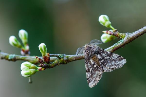 Brindled Beauty (Lycia hirtaria), adult. Taken outside Durham (Oxfordshire), 04-04-2023. Copyright Christopher Blakey.
