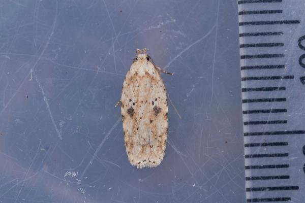 Agonopterix arenella, adult. Low Redford Allotments, 17-04-2023. Copyright Christopher Blakey. Agonopterix arenella, adult. Low Redford Allotments, 17-04-2023. Copyright Christopher Blakey.