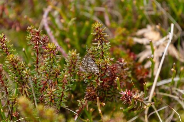 Common Heath (Ematurga atomaria), adult. Waskerley Beck, 17-04-2023. Copyright Christopher Blakey. Common Heath (Ematurga atomaria), adult. Waskerley Beck, 17-04-2023. Copyright Christopher Blakey.