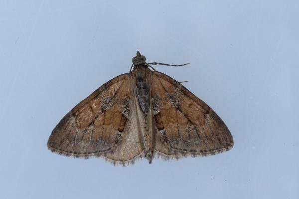 Grey Pine Carpet (Thera obeliscata), adult. Framwellgate Moor, 10-05-2023. Copyright Christopher Blakey. Grey Pine Carpet (Thera obeliscata), adult. Framwellgate Moor, 10-05-2023. Copyright Christopher Blakey.