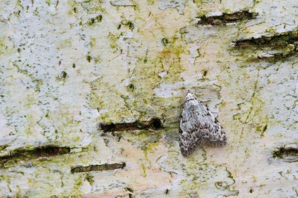 Least Black Arches (Nola confusalis), adult. Waldridge Fell, 12-05-2023. Copyright Christopher Blakey. Least Black Arches (Nola confusalis), adult. Waldridge Fell, 12-05-2023. Copyright Christopher Blakey.
