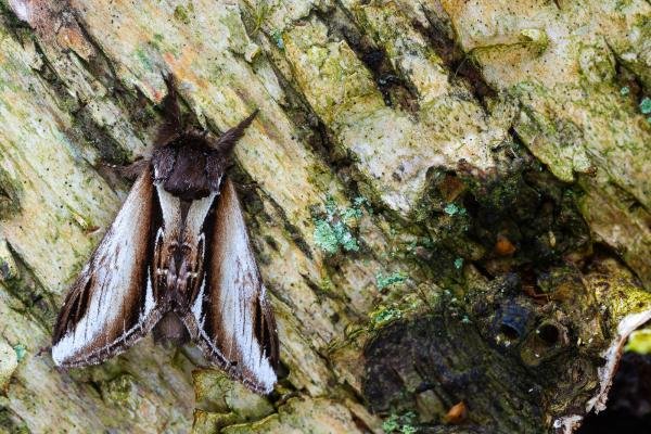 Lesser Swallow Prominent (Pheosia gnoma), adult. Waldridge Fell, 12-05-2023. Copyright Christopher Blakey. Lesser Swallow Prominent (Pheosia gnoma), adult. Waldridge Fell, 12-05-2023. Copyright Christopher Blakey.