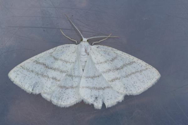 Common White Wave (Cabera pusaria), adult. Waldridge Fell, 12-05-2023. Copyright Christopher Blakey. Common White Wave (Cabera pusaria), adult. Waldridge Fell, 12-05-2023. Copyright Christopher Blakey.