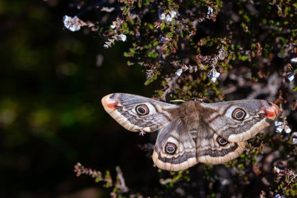Emperor Moth (Saturnia pavonia), adult, female. Great Eggles Hope, 13-05-2023. Copyright Christopher Blakey. Emperor Moth (Saturnia pavonia), adult, female. Great Eggles Hope, 13-05-2023. Copyright Christopher Blakey.