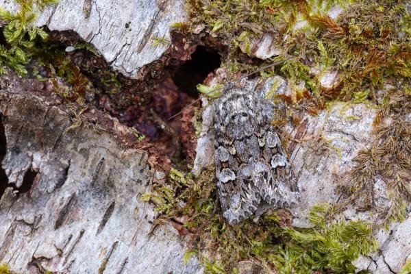 Glaucous Shears (Papestra biren), adult. Low Redford Allotments, 18-05-2023. Copyright Christopher Blakey.