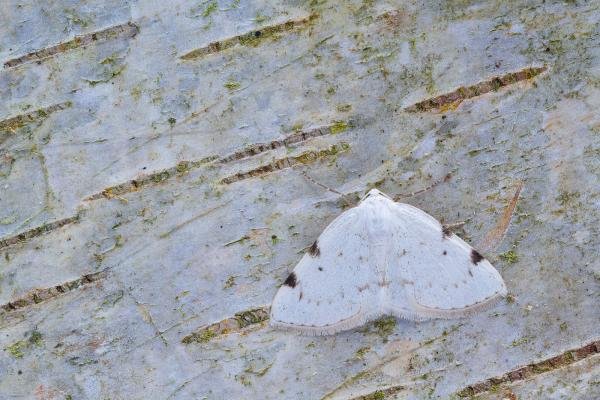 White-pinion Spotted (Lomographa bimaculata), adult. Low Redford Allotments, 18-05-2023. Copyright Christopher Blakey. White-pinion Spotted (Lomographa bimaculata), adult. Low Redford Allotments, 18-05-2023. Copyright Christopher Blakey.