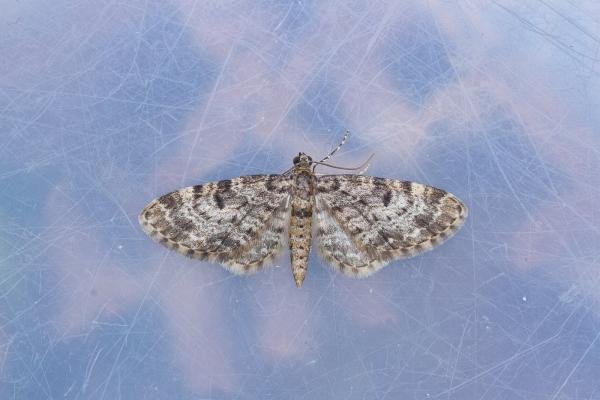 Dwarf Pug (Eupithecia tantillaria), adult. Low Redford Allotments, 18-05-2023. Copyright Christopher Blakey. Dwarf Pug (Eupithecia tantillaria), adult. Low Redford Allotments, 18-05-2023. Copyright Christopher Blakey.