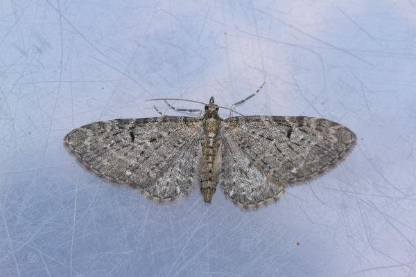 Golden-rod Pug (Eupithecia virgaureata), adult. Low Redford Allotments, 18-05-2023. Copyright Christopher Blakey. Golden-rod Pug (Eupithecia virgaureata), adult. Low Redford Allotments, 18-05-2023. Copyright Christopher Blakey.