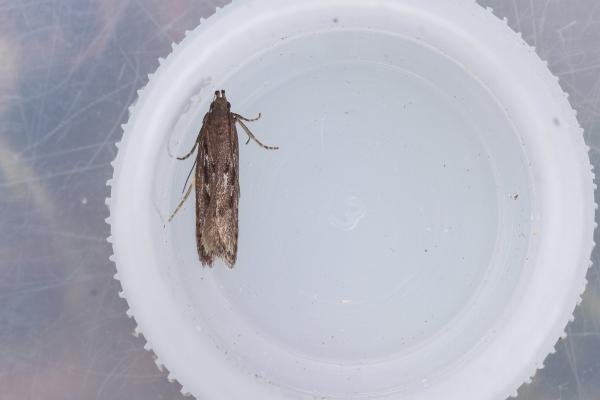 Neofaculta ericetella, adult. Low Redford Allotments, 18-05-2023. Copyright Christopher Blakey. Neofaculta ericetella, adult. Low Redford Allotments, 18-05-2023. Copyright Christopher Blakey.