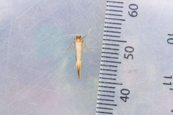Nematopogon swammerdamella, adult. Low Redford Allotments, 18-05-2023. Copyright Christopher Blakey. Nematopogon swammerdamella, adult. Low Redford Allotments, 18-05-2023. Copyright Christopher Blakey.