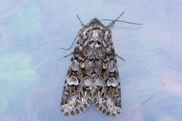 Glaucous Shears (Papestra biren), adult. Low Redford Allotments, 18-05-2023. Copyright Christopher Blakey. Glaucous Shears (Papestra biren), adult. Low Redford Allotments, 18-05-2023. Copyright Christopher Blakey.