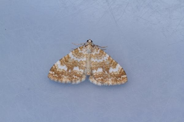 Sandy Carpet (Perizoma flavofasciata), adult. Framwellgate Moor, 21-05-2023. Copyright Christopher Blakey. Sandy Carpet (Perizoma flavofasciata), adult. Framwellgate Moor, 21-05-2023. Copyright Christopher Blakey.