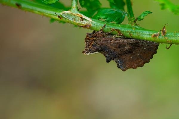 Coxcomb Prominent (Ptilodon capucina), adult. Waldridge Fell, 26-05-2023. Copyright Christopher Blakey. Coxcomb Prominent (Ptilodon capucina), adult. Waldridge Fell, 26-05-2023. Copyright Christopher Blakey.