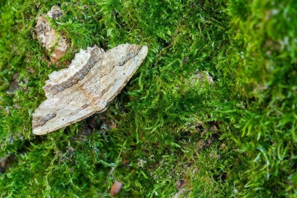 Waved Umber (Menophra abruptaria), adult. Taken outside Durham (West Sussex), 29-05-2023. Copyright Christopher Blakey. Waved Umber (Menophra abruptaria), adult. Taken outside Durham (West Sussex), 29-05-2023. Copyright Christopher Blakey.