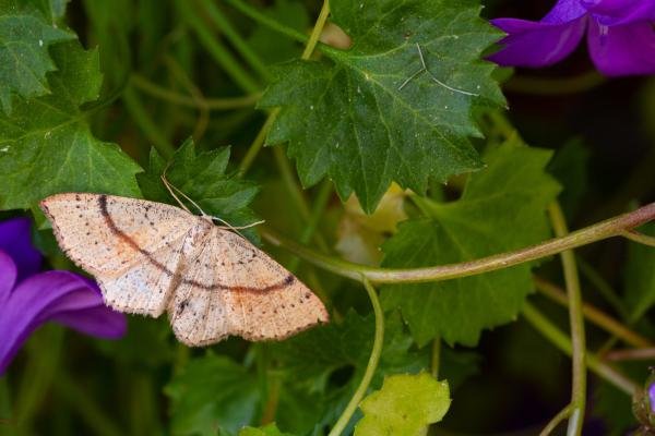 Maiden's Blush (Cyclophora punctaria), adult. Taken outside Durham (West Sussex), 31-05-2023. Copyright Christopher Blakey. Maiden's Blush (Cyclophora punctaria), adult. Taken outside Durham (West Sussex), 31-05-2023. Copyright Christopher Blakey.